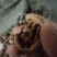 香玲核桃苗150~200cm三年苗