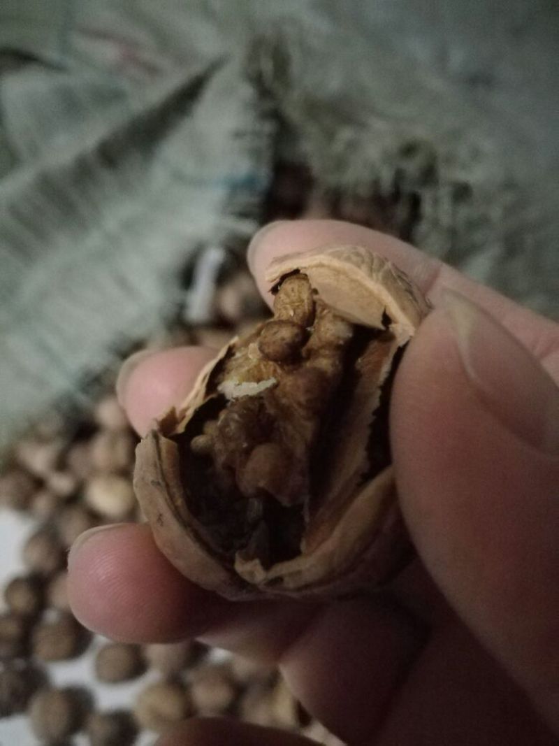 香玲核桃苗150~200cm三年苗