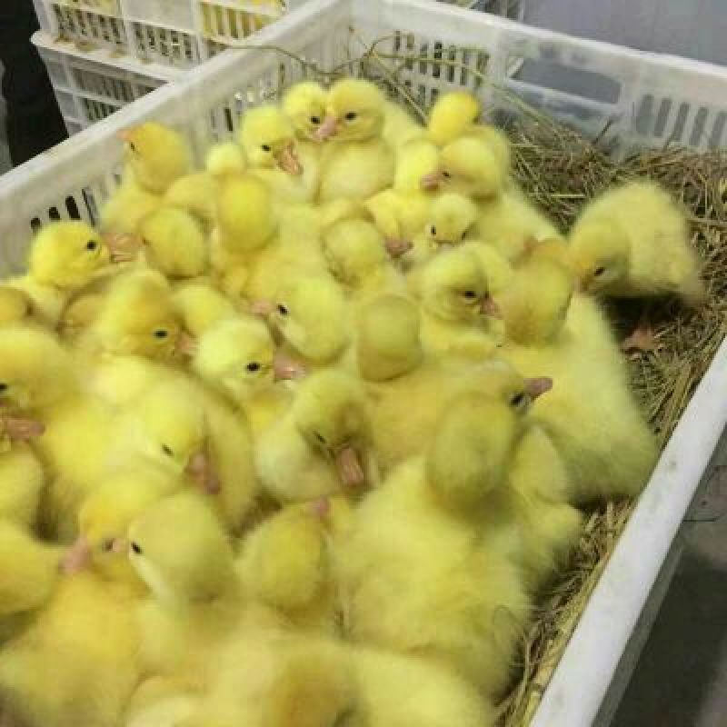 泰州白鹅鹅苗250g以下