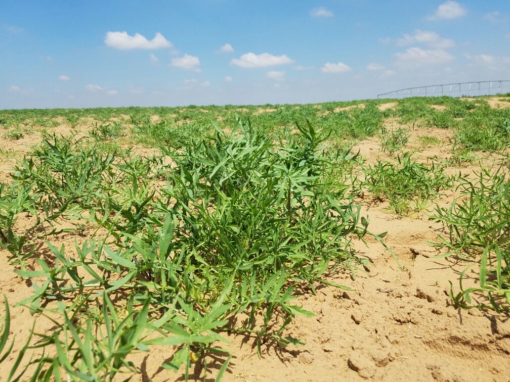 内蒙古鄂尔多斯市乌审旗沙芥批发_牛宝明供应