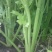 西芹50cm以上，芹菜！基地芹菜！捆把芹菜！袋装芹菜！