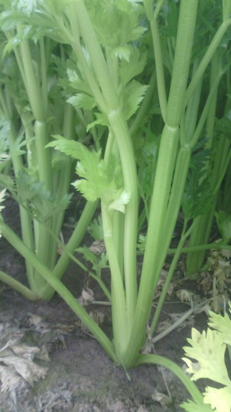 西芹50cm以上，芹菜！基地芹菜！捆把芹菜！袋装芹菜！