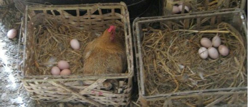 土鸡蛋食用50g以下