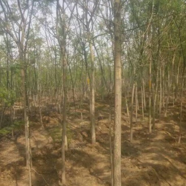 大量出售8-15公分国槐，树形精品