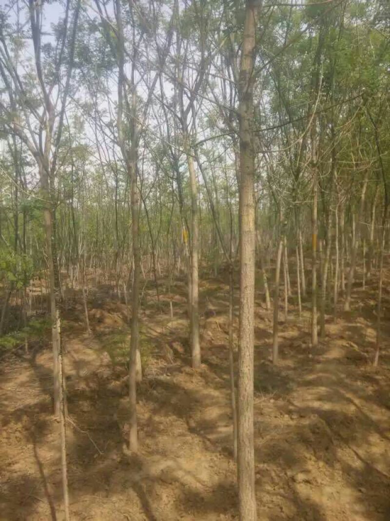 大量出售8-15公分国槐，树形精品
