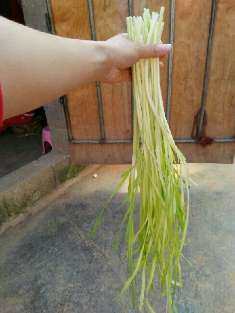 韭黄头茬40~50公分