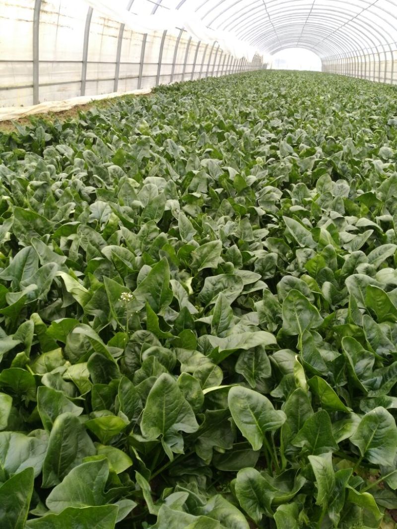 越冬菠菜25~30厘米