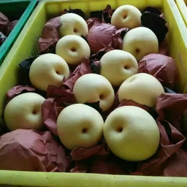 酥梨350~400g光果