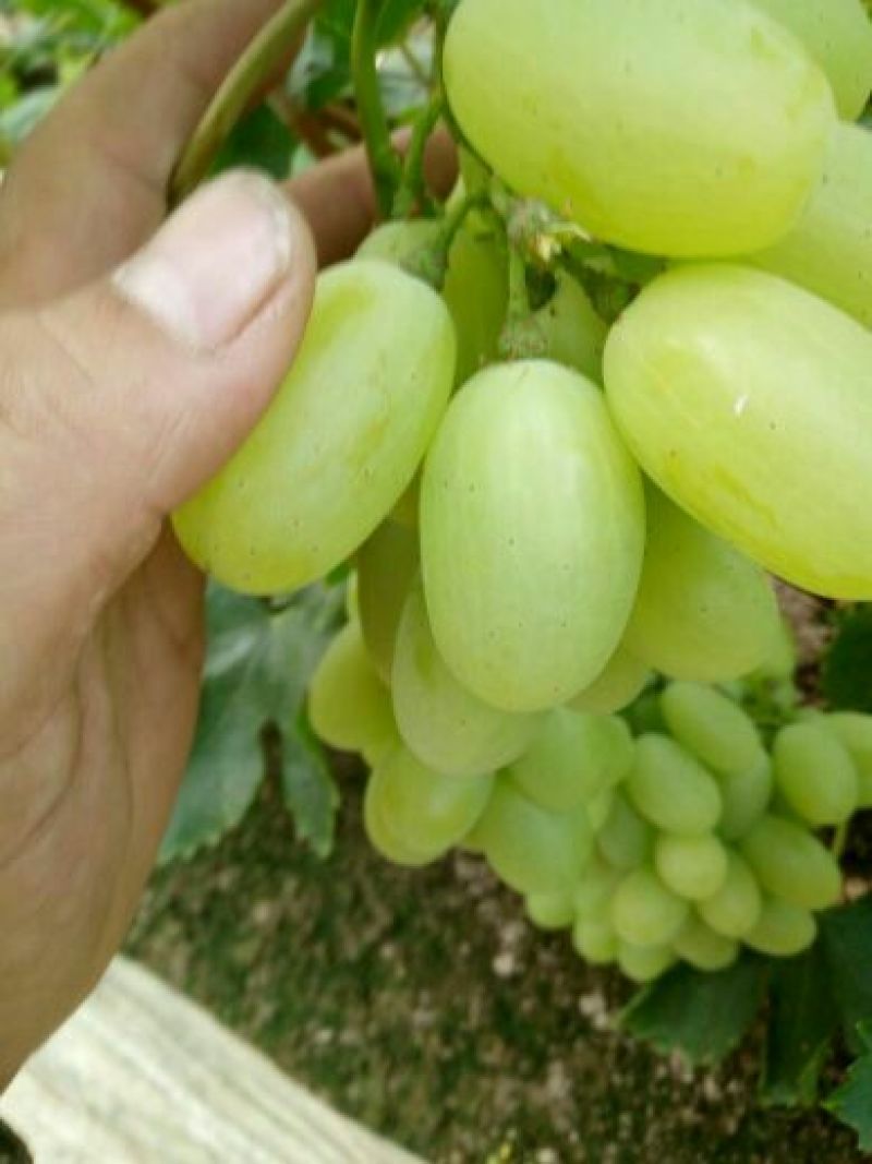 维多利亚葡萄1~2斤5%以下