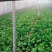 大叶菠菜30~35厘米