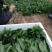 绿神菠菜15~20厘米