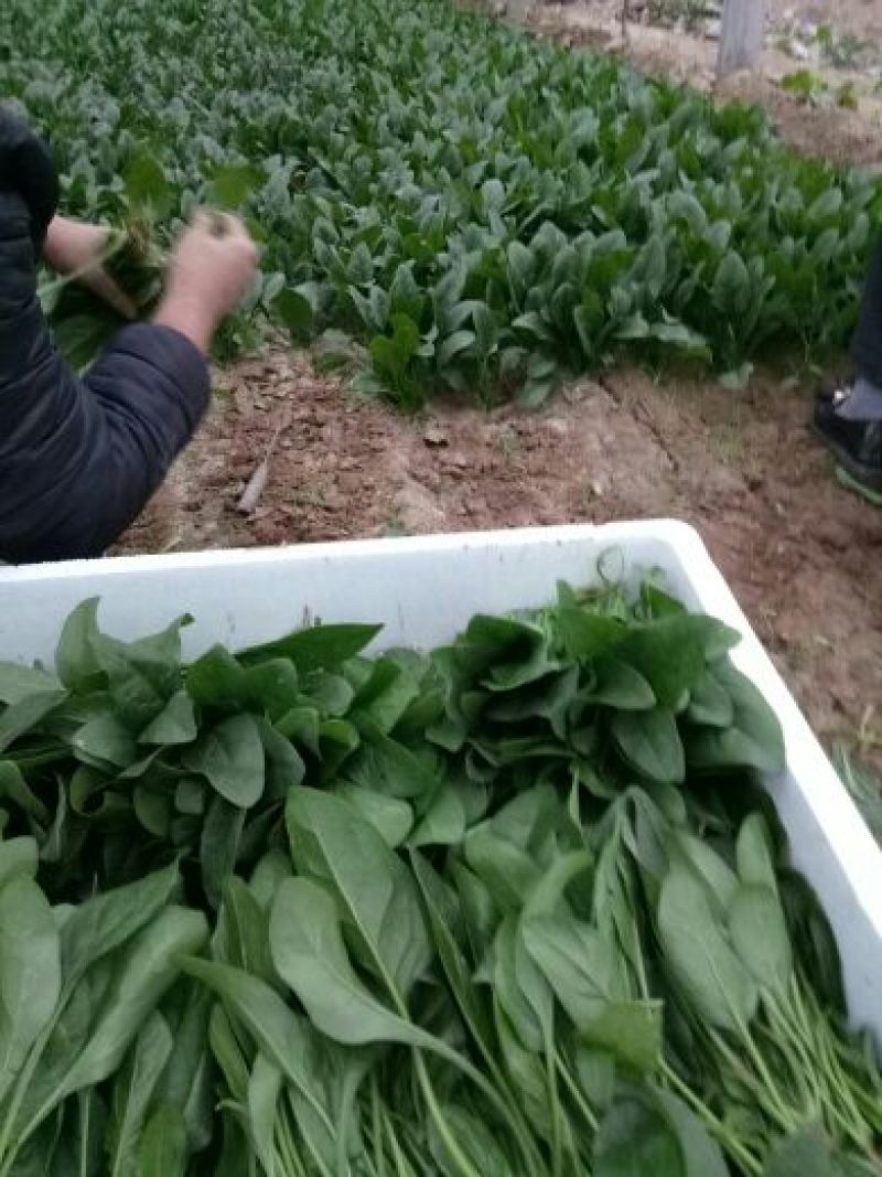 绿神菠菜15~20厘米
