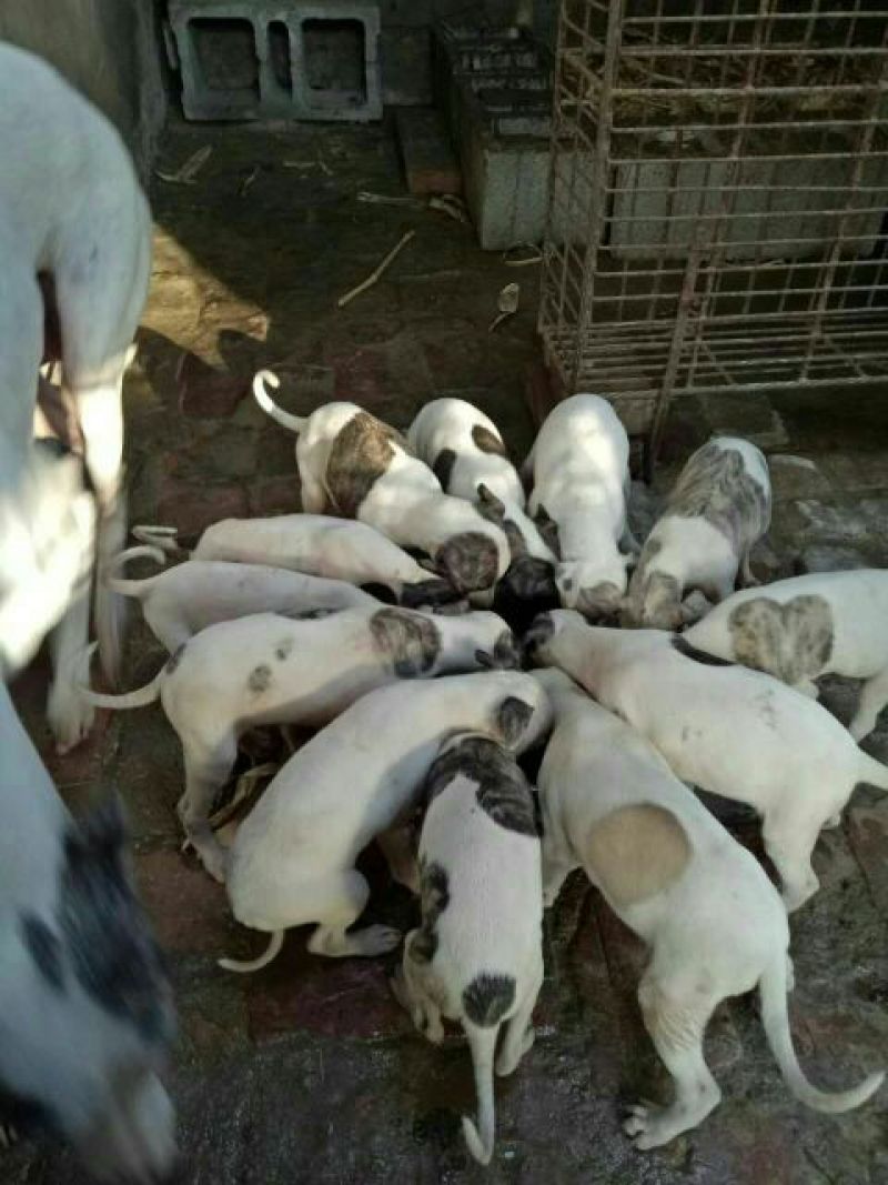 格力犬全活猎兔犬，惠比特，格惠，逮兔狗，全国包邮