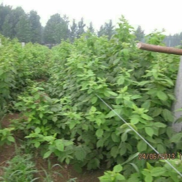 双季树莓苗10cm以下