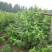 双季树莓苗10cm以下