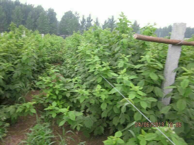 双季树莓苗10cm以下