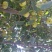 苹果梨200~250g光果
