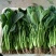 大叶菠菜15~20厘米