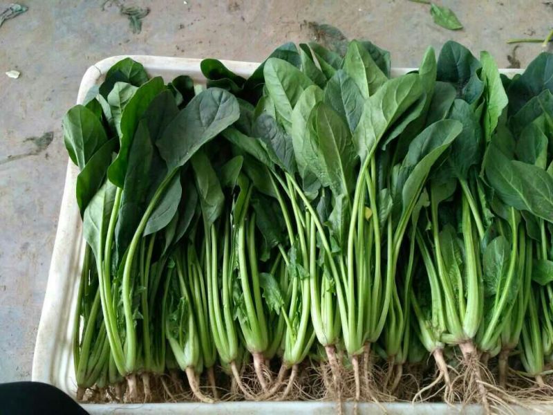 大叶菠菜15~20厘米