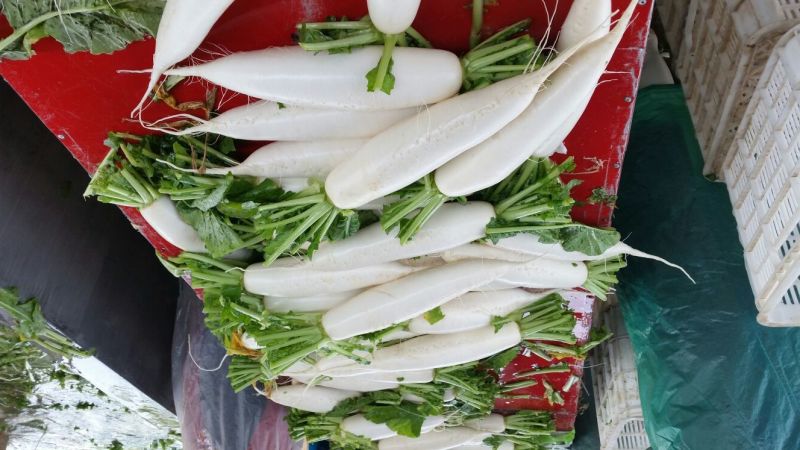 白萝卜1~1.5斤起