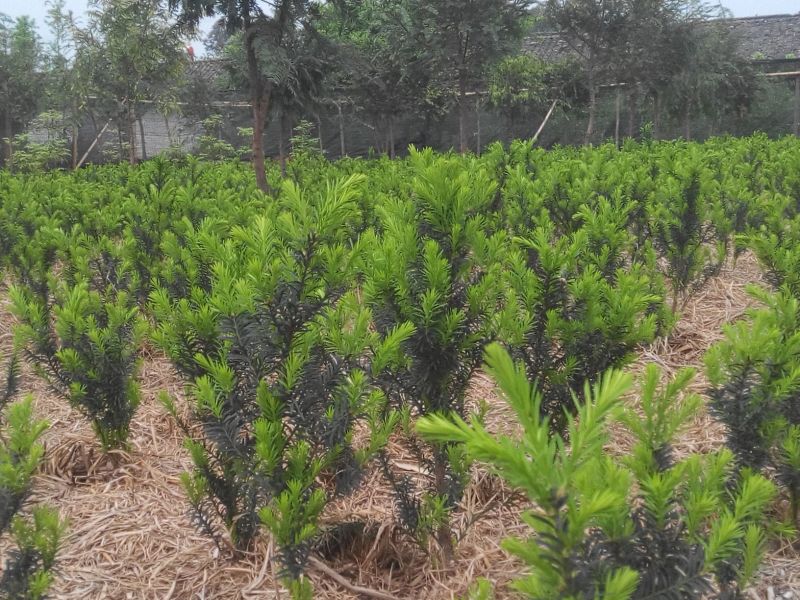 红豆杉盆景不含盆50~80cm