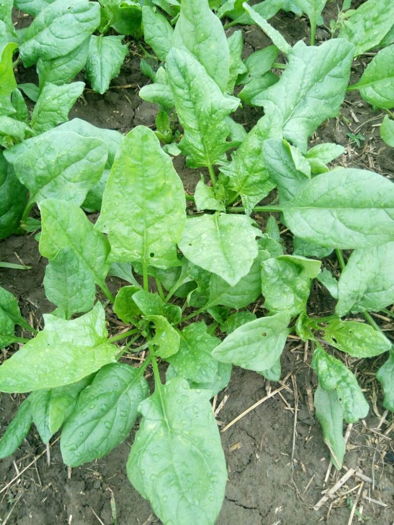 大叶菠菜25~30厘米