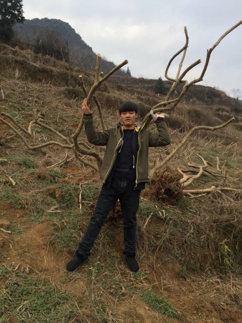 高山杜鹃