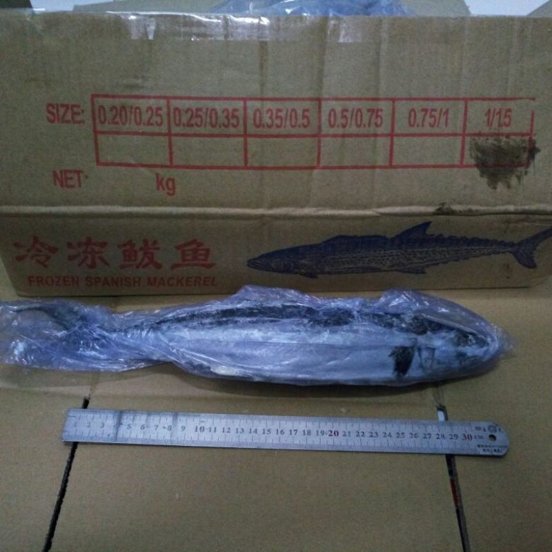鲅鱼