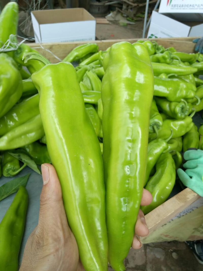 牛角椒15~20厘米青