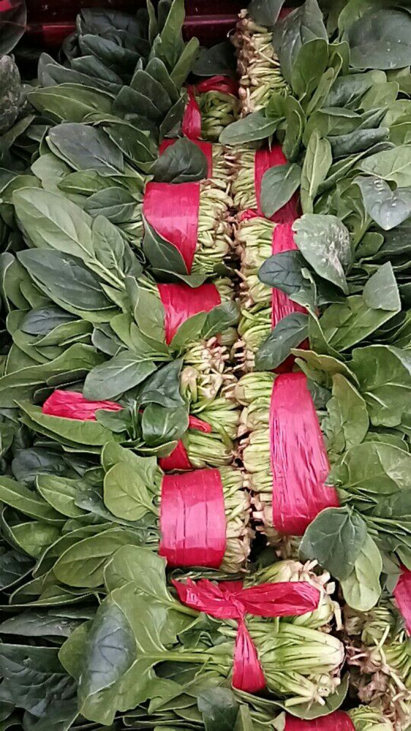 大叶菠菜20到25公分，3000斤起批！