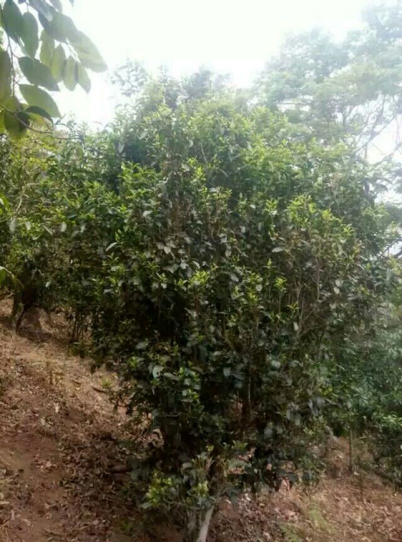 百年大树茶二级