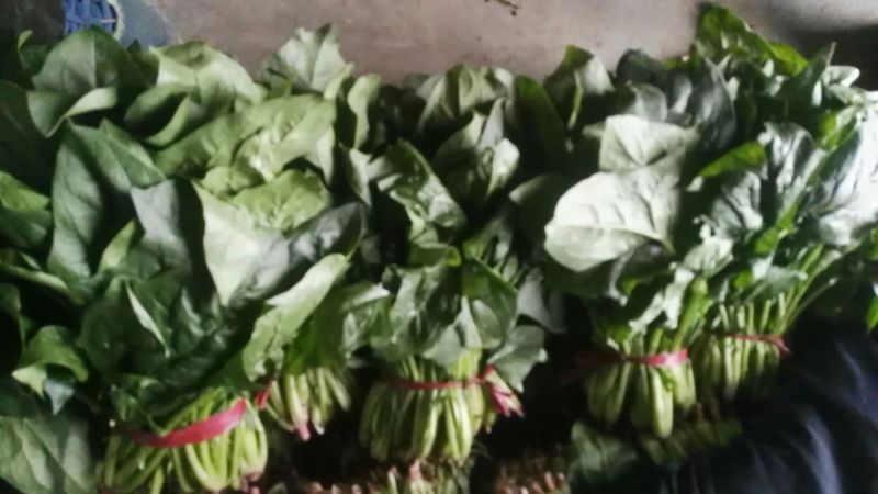 大叶菠菜25~30厘米