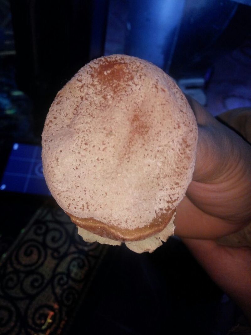 柿饼1~2两
