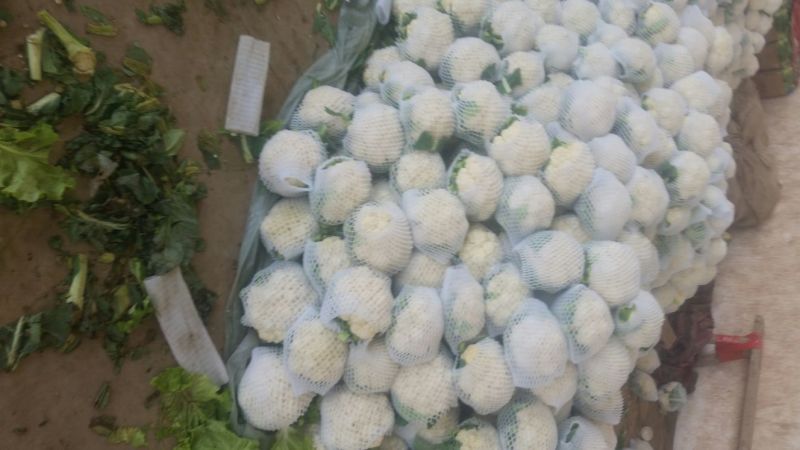 白花菜花1斤紧密乳白