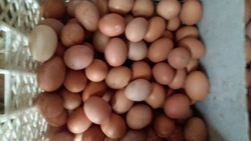 土鸡蛋食用60~75g