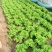 散叶生菜6两~0.78，质量好，价格稳定，诚信经营！