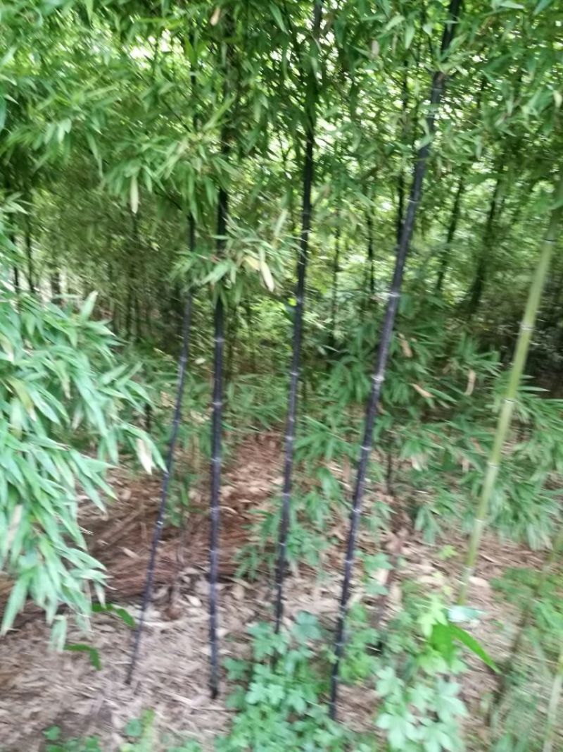 紫竹3~4m