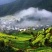压榨菜籽油