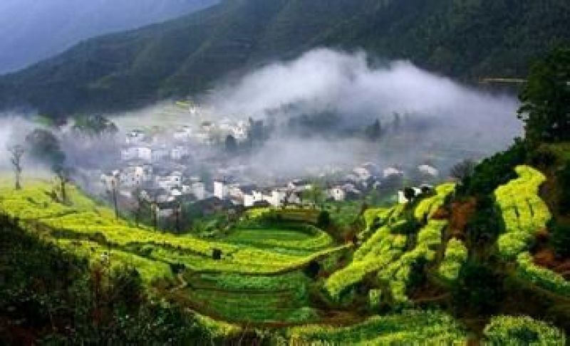 压榨菜籽油