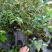蓝莓苗30~50cm1~2年