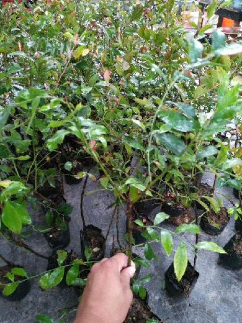 蓝莓苗30~50cm1~2年