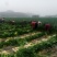 白萝卜1.5~2斤起