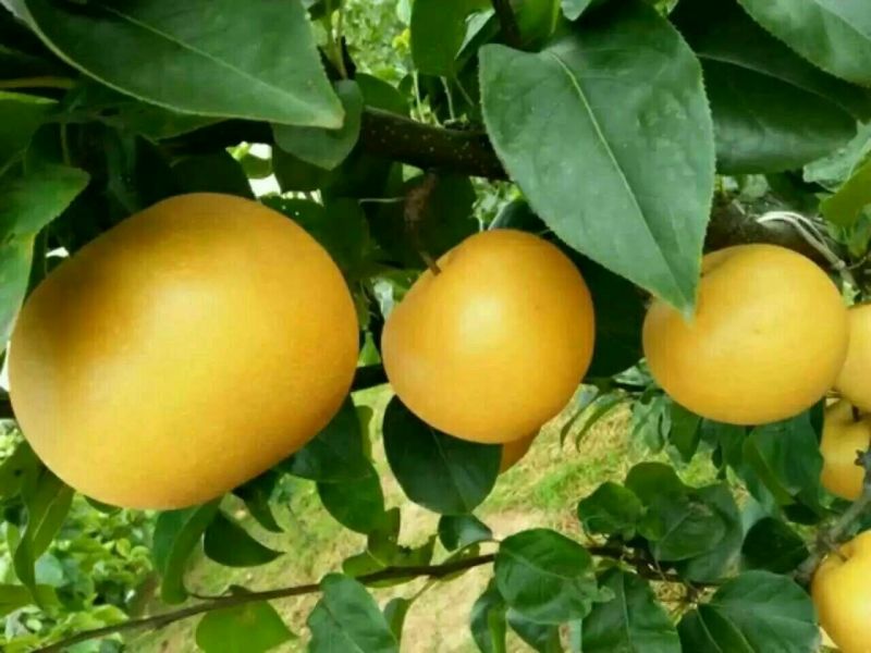 秋月梨450~500g纸箱