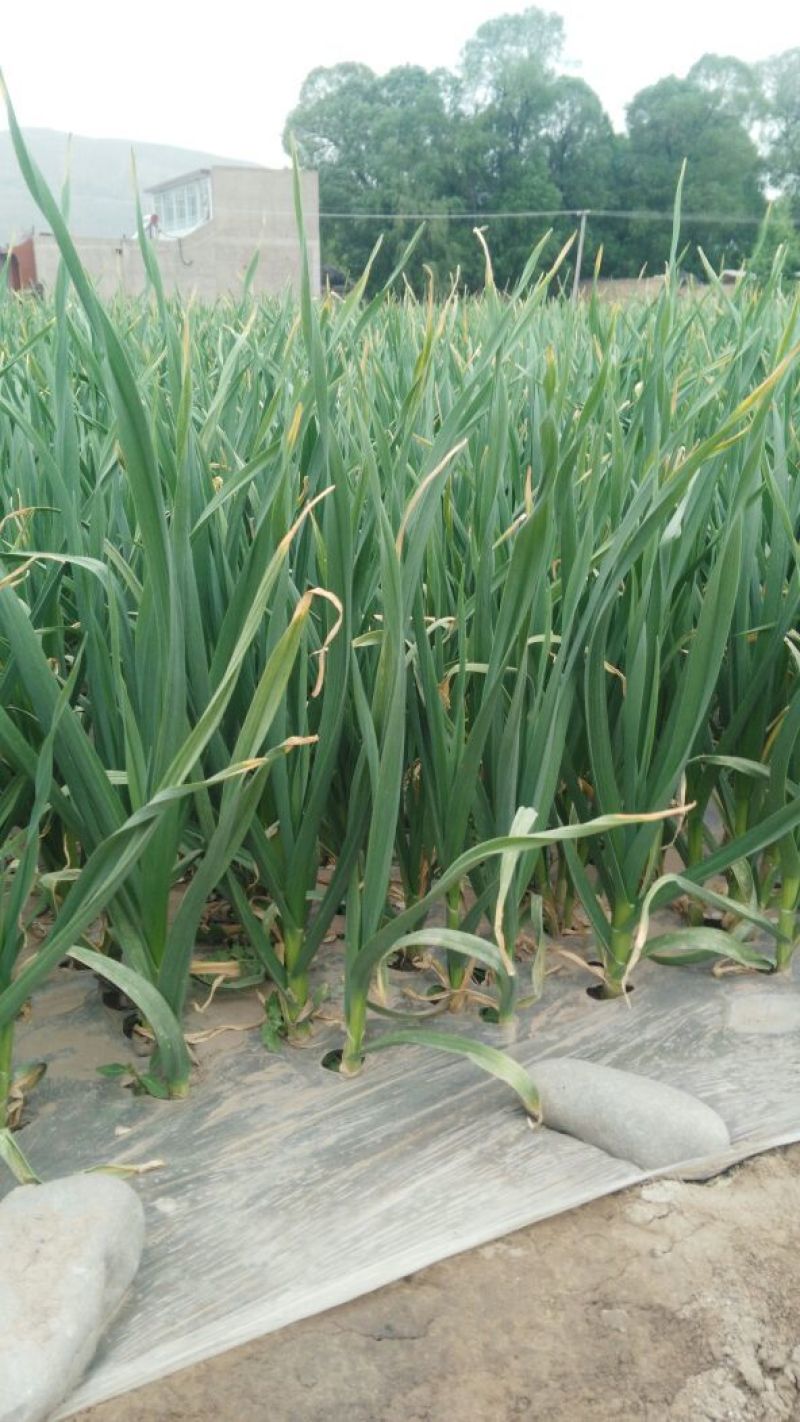 蒜苗50~60cm，货源充足，产地直销欢迎老板进店选购