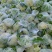 菜花1斤松散乳白