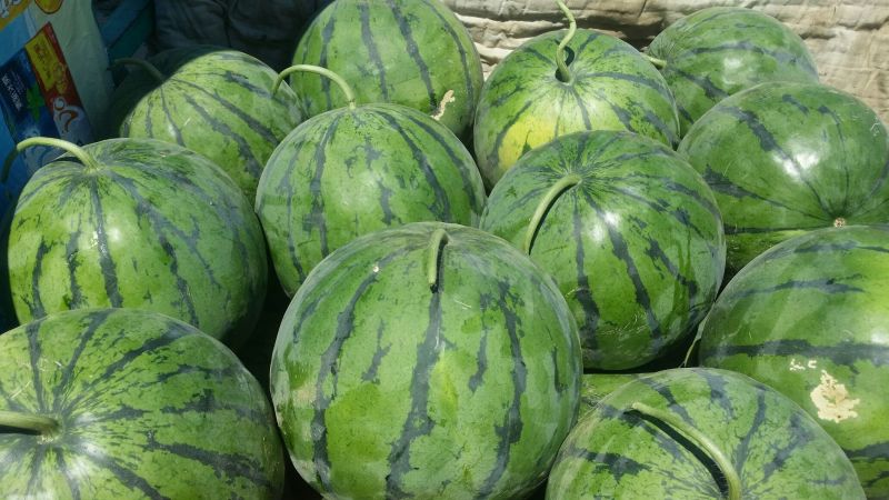 西瓜10斤打底9成熟头茬质量保障视频看货诚信合作欢迎来电