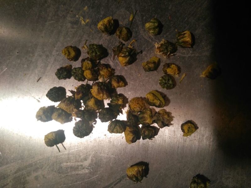 白菊花茶