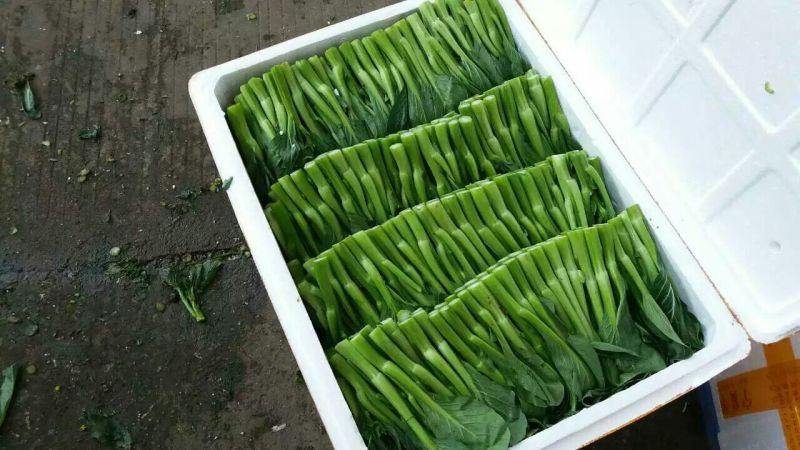 菜苔