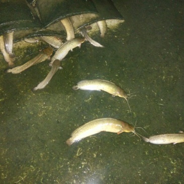 胡子鲶