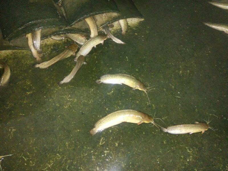 胡子鲶